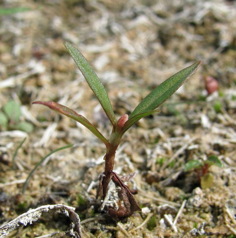 Image of Persicaria &times; hervieri specimen.