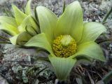 Pulsatilla uralensis