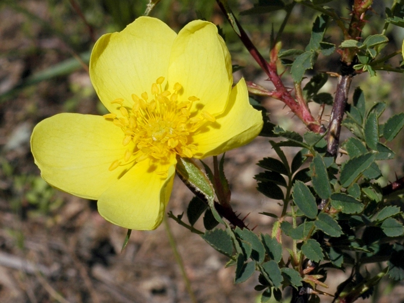 Изображение особи Rosa platyacantha.