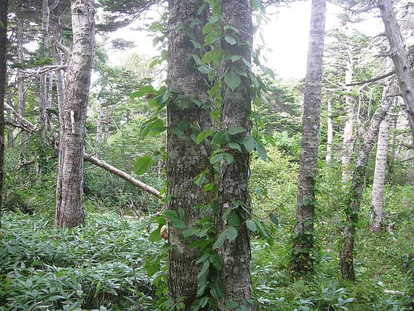 Image of Toxicodendron orientale specimen.