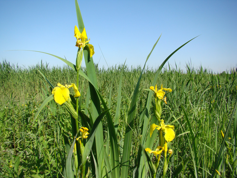 Изображение особи Iris pseudacorus.