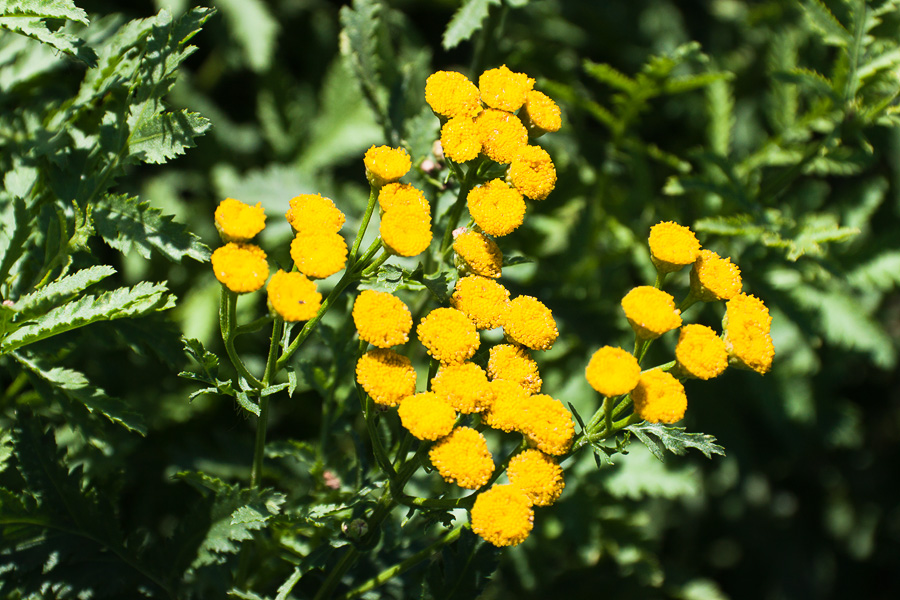 Image of Tanacetum vulgare specimen.