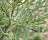 Salsola pontica. Поеденная кем-то часть побега с цветками. Крым, Арабатская стрелка, на солоноватом ракушковом песке. 18.07.2011.