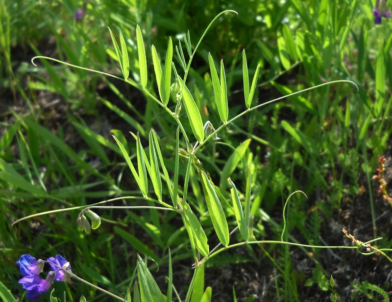 Image of Lathyrus pilosus specimen.