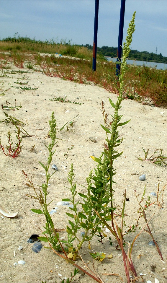 Изображение особи Chenopodium strictum.