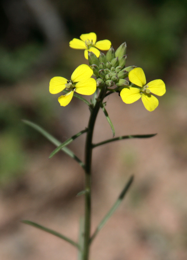 Изображение особи Erysimum canescens.