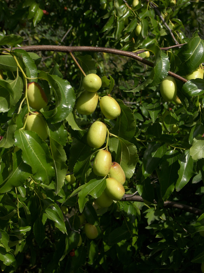 Image of Ziziphus jujuba specimen.