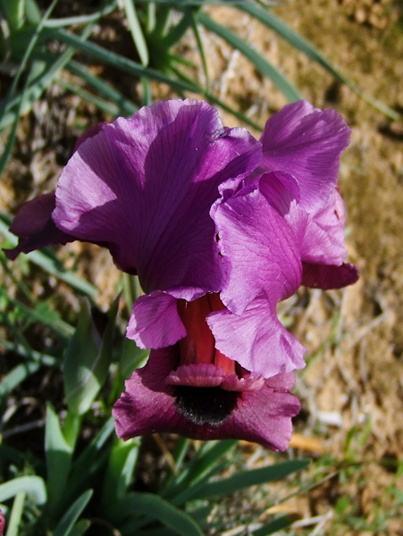 Image of Iris mariae specimen.