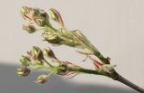Image of taxon representative. Author is Валерий Куделя