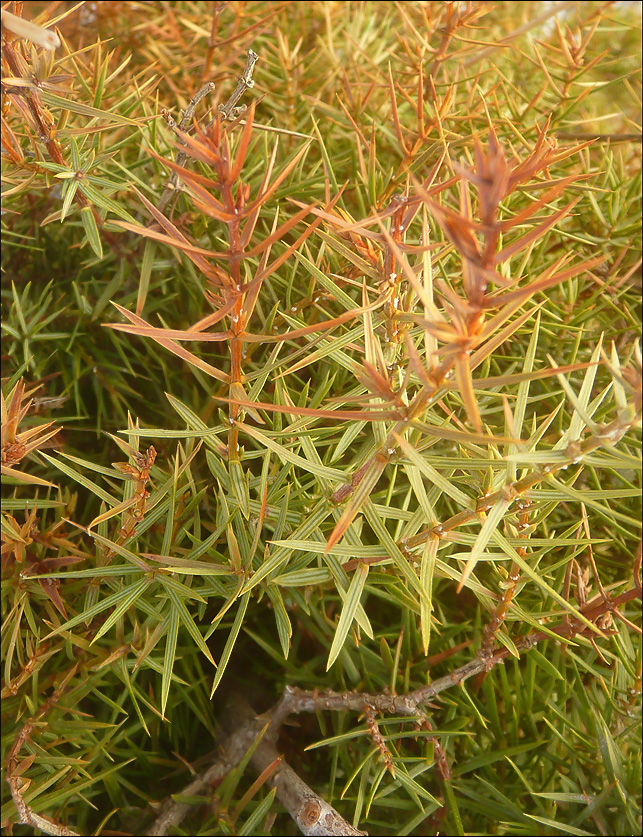 Изображение особи Juniperus deltoides.