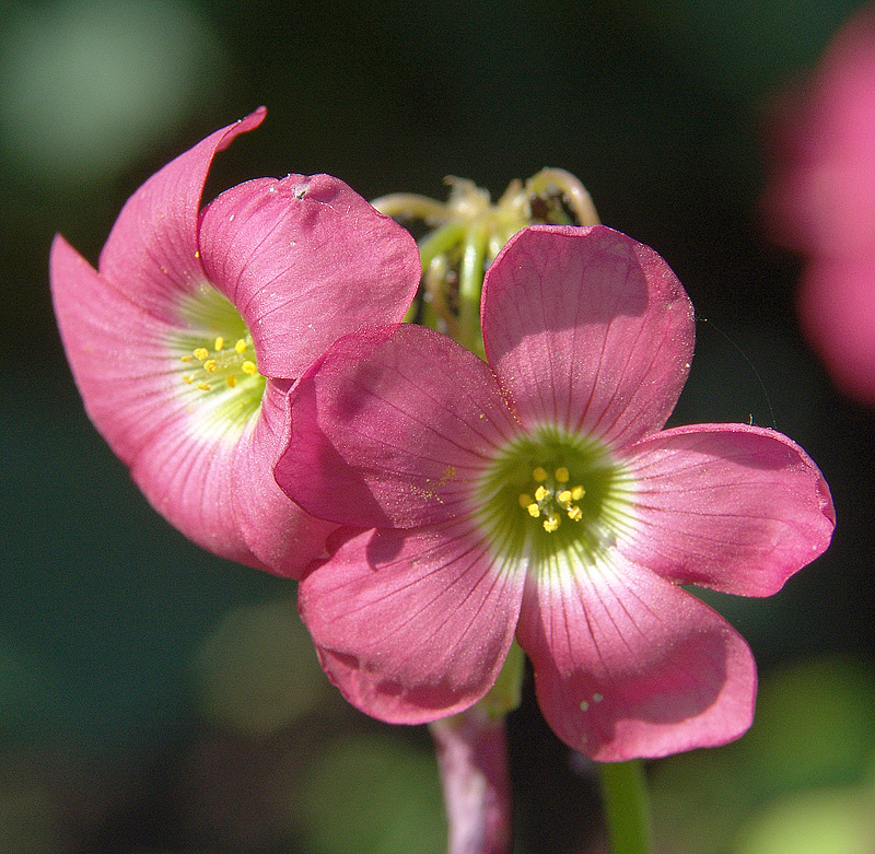 Изображение особи Oxalis tetraphylla.