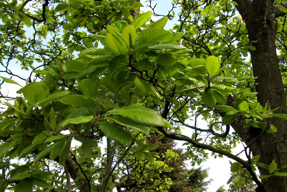 Image of Magnolia × soulangeana specimen.