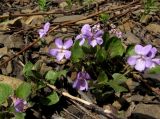 Viola rupestris