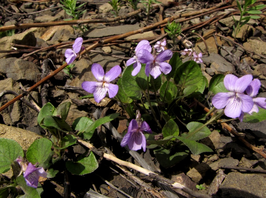 Изображение особи Viola rupestris.