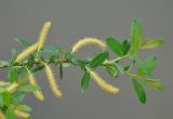 Salix triandra. Ветвь с соцветиями. Московская обл., окр. г. Звенигород. 19.05.2012.