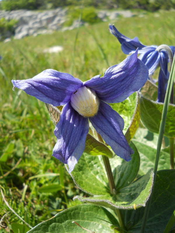 Image of Clematis integrifolia specimen.