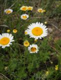 genus Anthemis