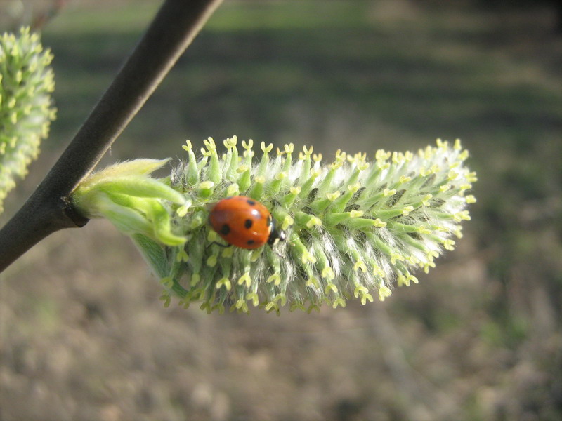 Image of Salix caprea specimen.