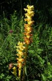 род Orobanche. Цветущие растения. Крым, окр. с. Перевальное, ур. Аян. 10 июня 2012 г.