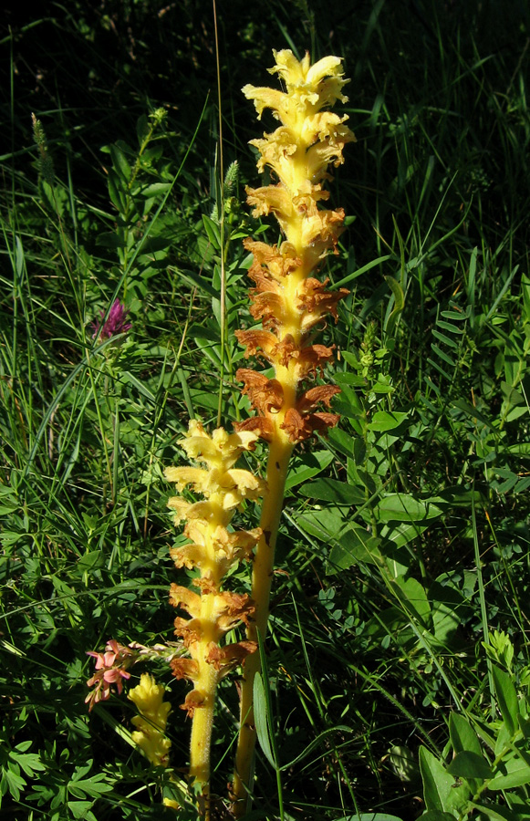 Image of genus Orobanche specimen.