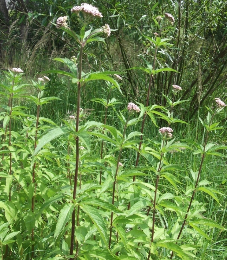 Image of Eupatorium cannabinum specimen.