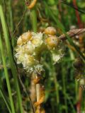 Cuscuta campestris