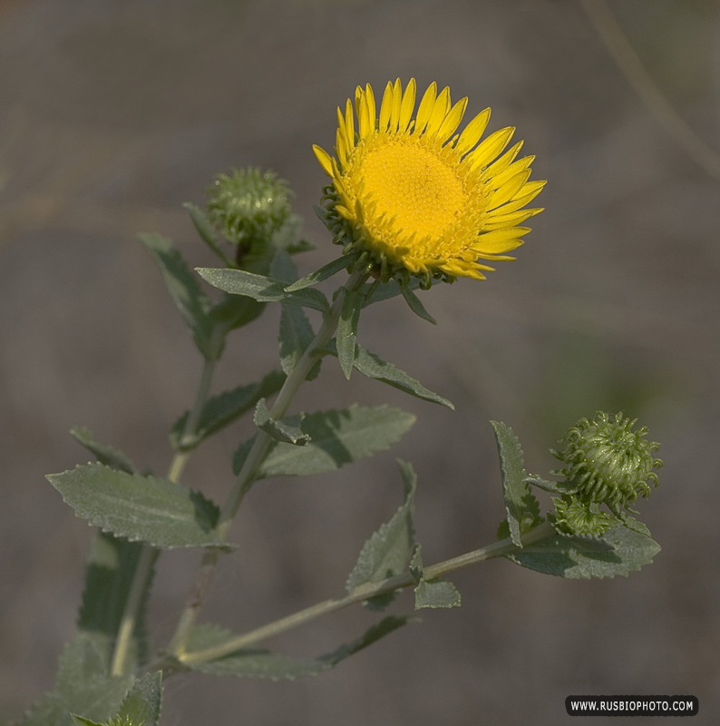 Image of Grindelia squarrosa specimen.