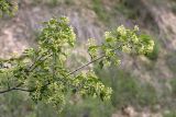 Acer semenovii. Ветвь с соцветиями. Южный Казахстан, ущелье Машат. 05.05.2012.