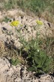 Achillea arabica. Цветущее растение. Южный Казахстан, нижний Боролдай, 2 км выше пос. Коктюбе. 31.05.2012.