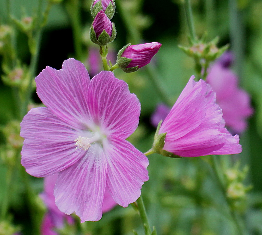 Изображение особи Sidalcea malviflora.