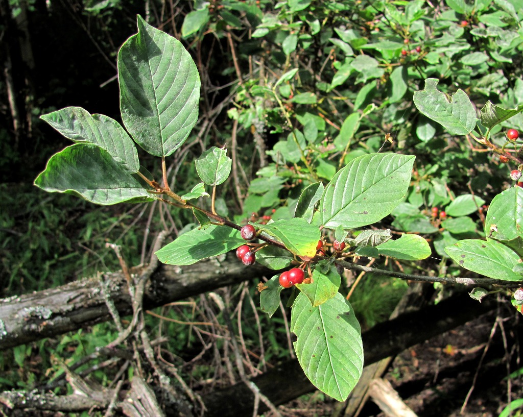 Image of Frangula alnus specimen.