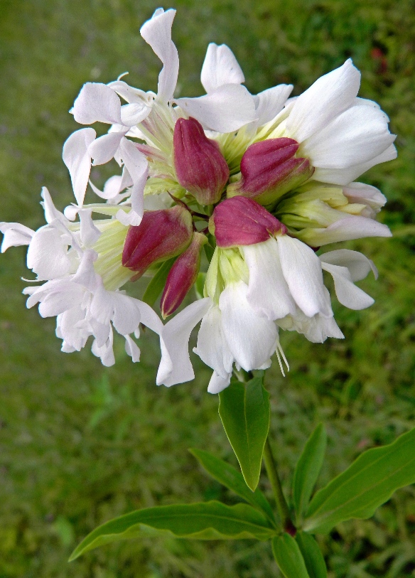 Image of Saponaria officinalis f. pleniflora specimen.