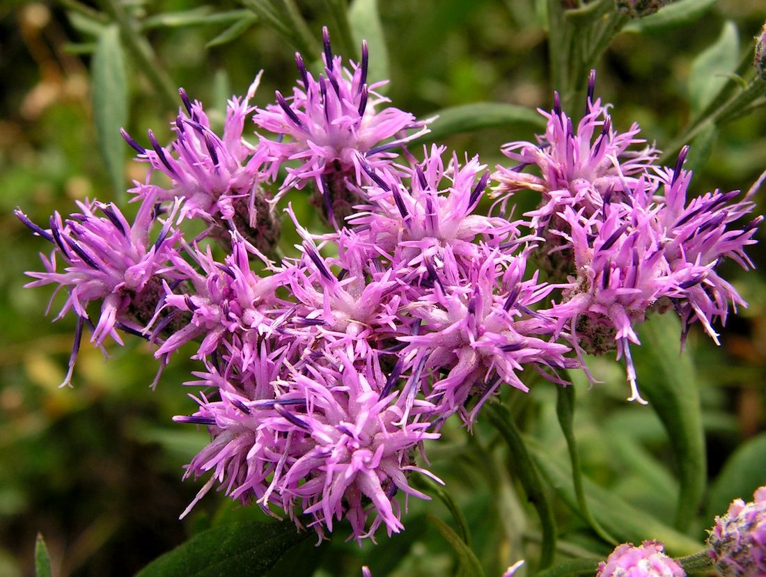 Image of Saussurea neopulchella specimen.