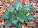 Pulmonaria obscura