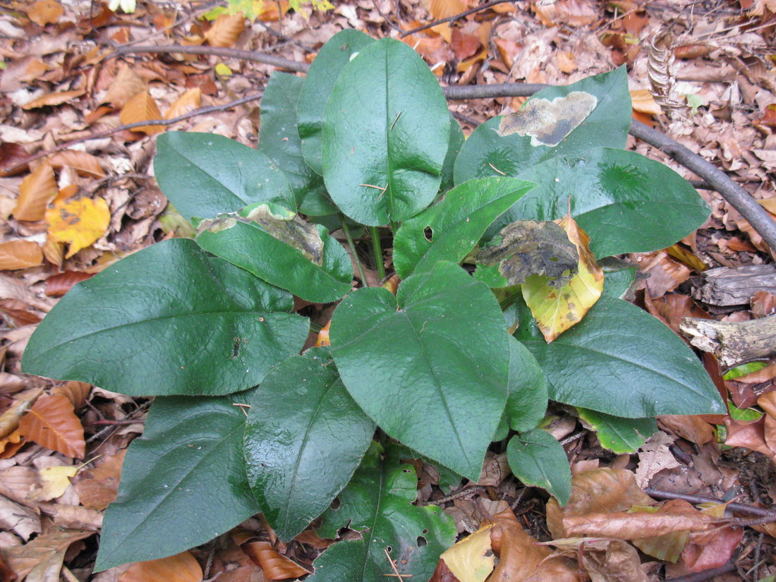 Изображение особи Pulmonaria obscura.