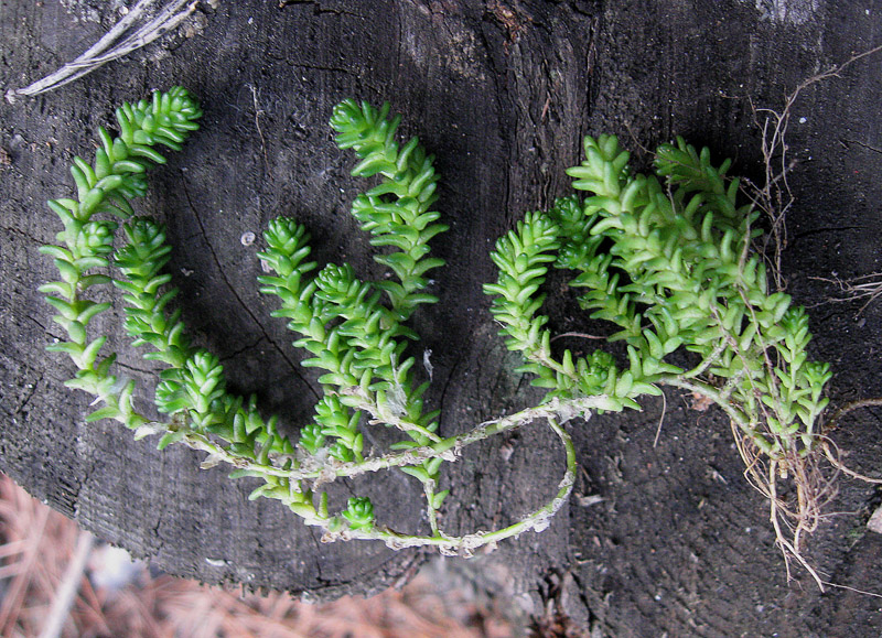 Image of Sedum acre specimen.