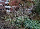 Hamamelis &times; intermedia