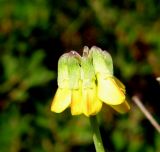 Coronilla minima подвид lotoides. Раскрывающееся соцветие. Испания, г. Валенсия, резерват Альбуфера (Albufera de Valencia), стабилизировавшаяся дюна. 6 апреля 2012 г.