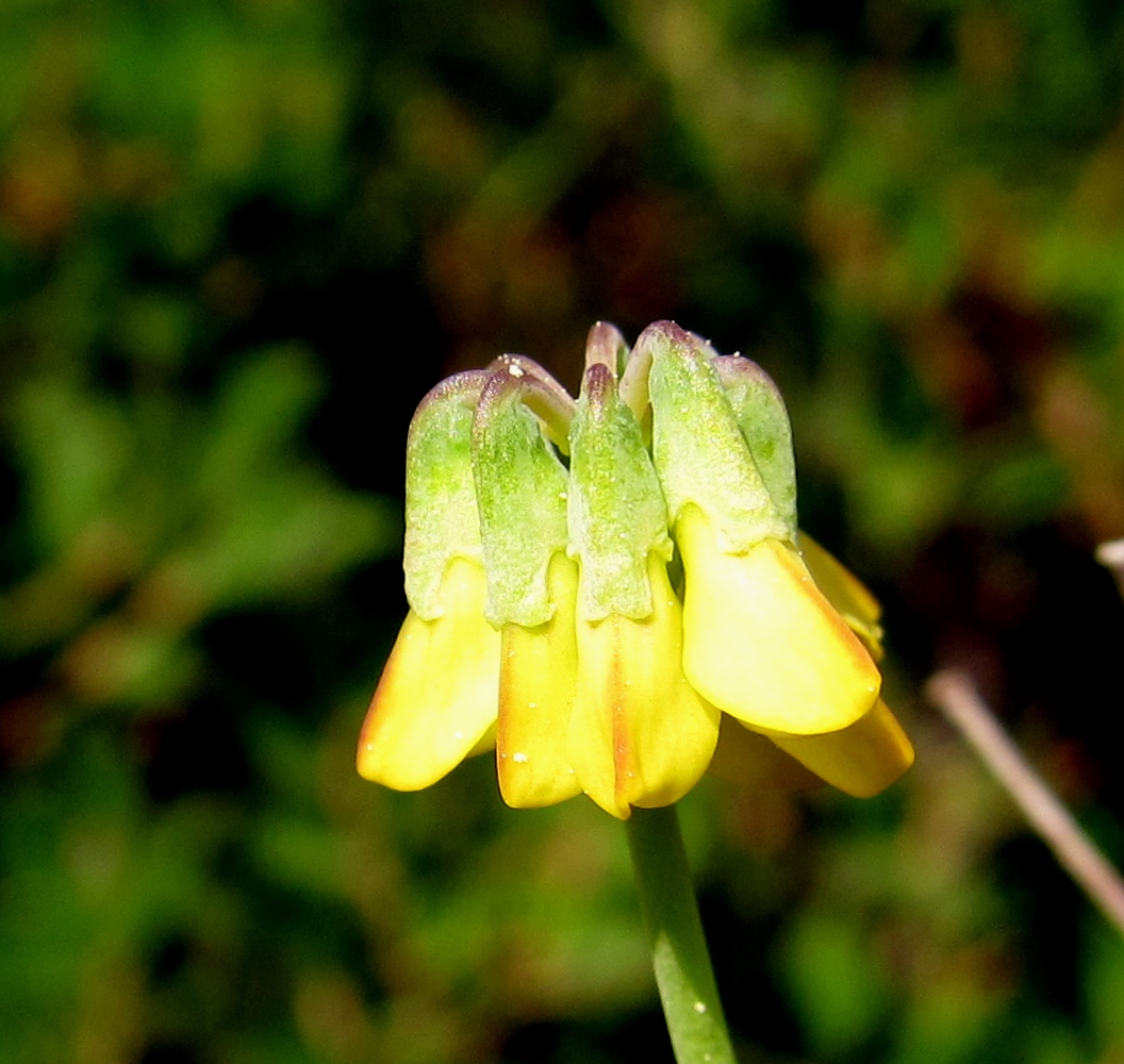 Image of Coronilla minima ssp. lotoides specimen.