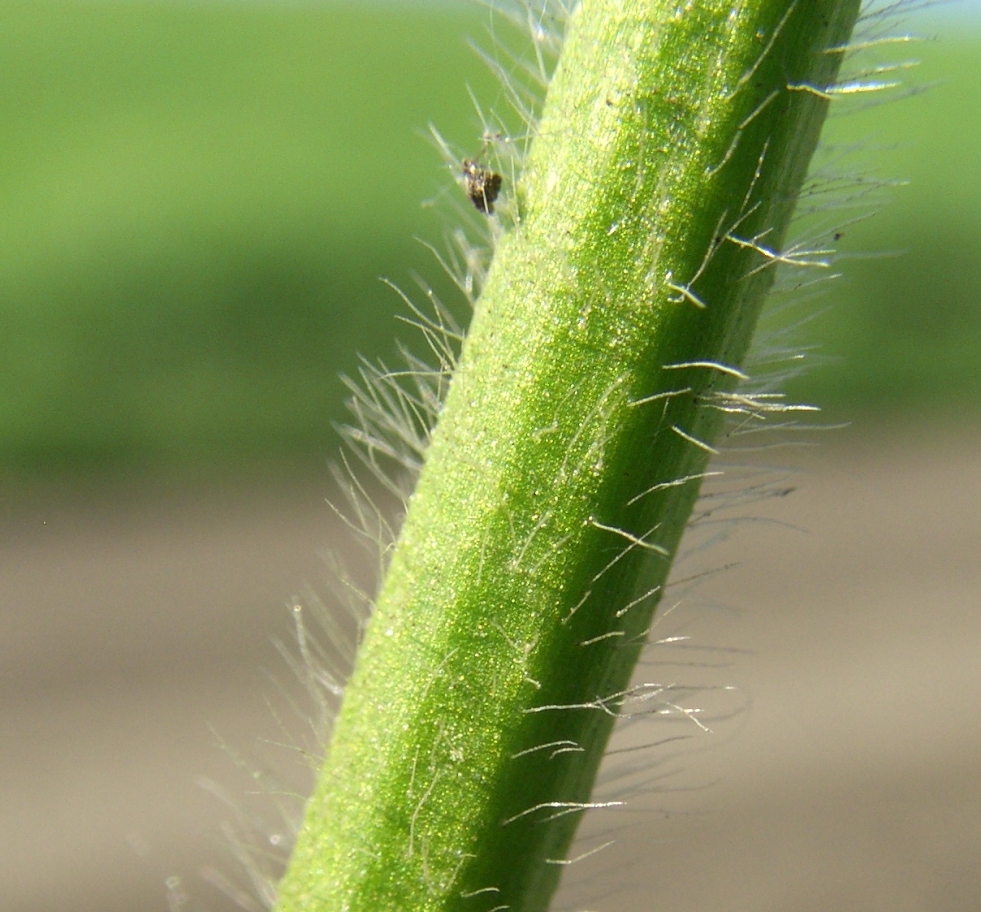 Image of Ranunculus polyanthemos specimen.