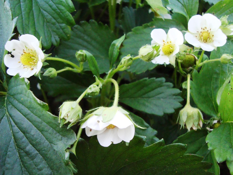 Image of Fragaria &times; ananassa specimen.