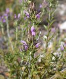 Thymbra spicata. Верхушка цветущего растения. Israel, Upper Galilee, Mount Meiron. 14.06.2006.