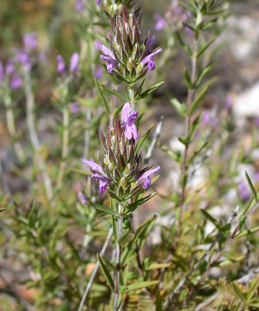 Изображение особи Thymbra spicata.