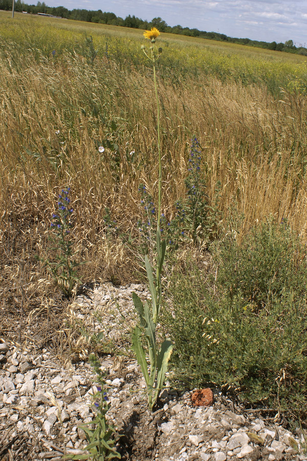 Изображение особи Sonchus arvensis.