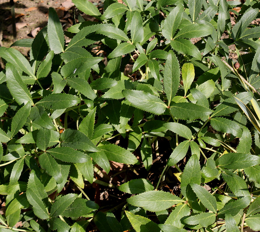 Изображение особи Helleborus argutifolius.