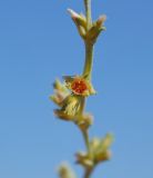 Girgensohnia oppositiflora