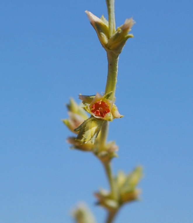 Изображение особи Girgensohnia oppositiflora.