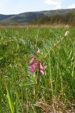 Vicia striata
