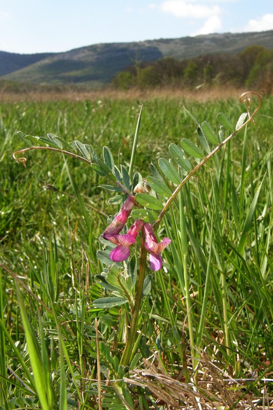 Image of Vicia striata specimen.