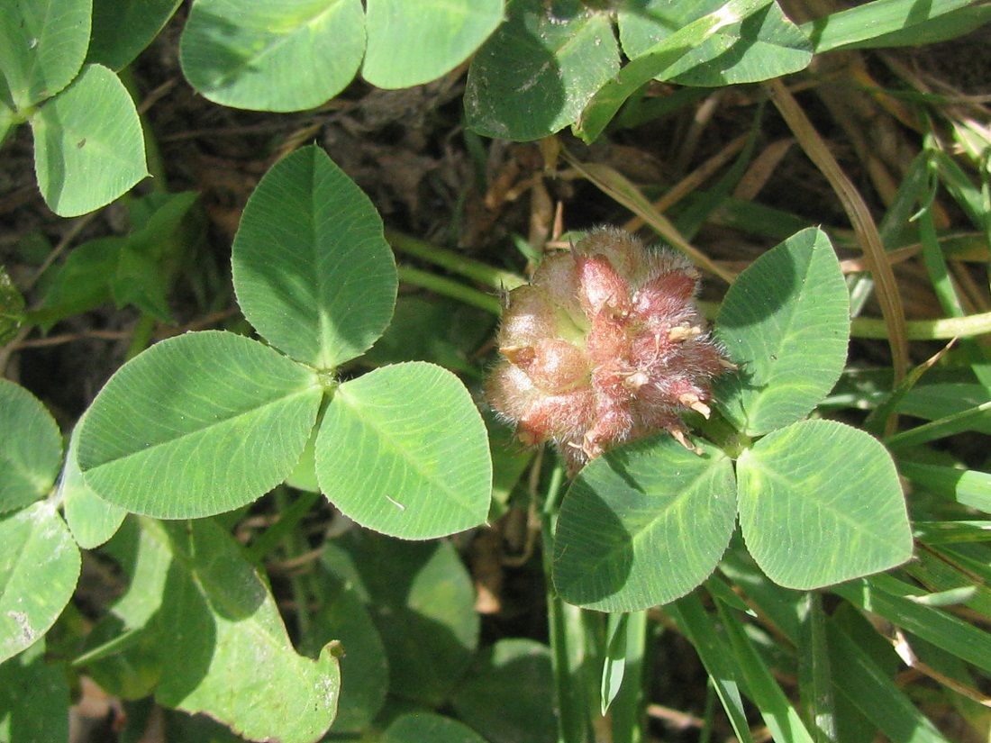 Image of Trifolium fragiferum specimen.